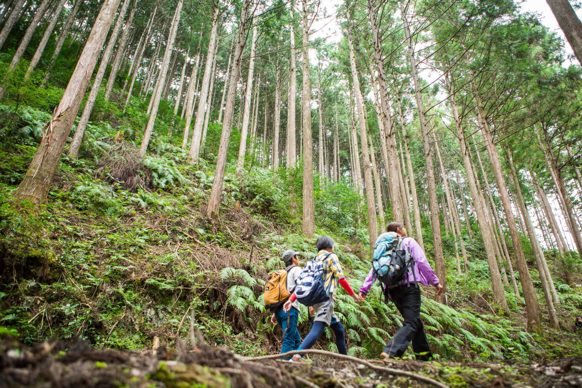 山林王の森スタディトレッキング【登山から学ぶ林業】