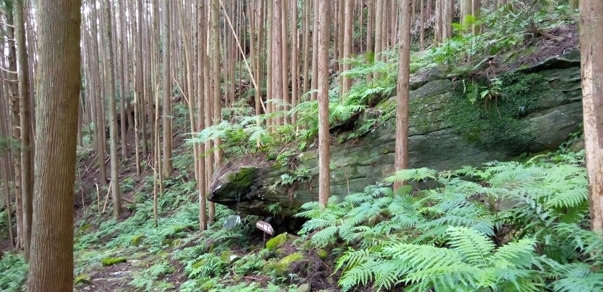 セラピストと歩く曽根次郎坂太郎坂