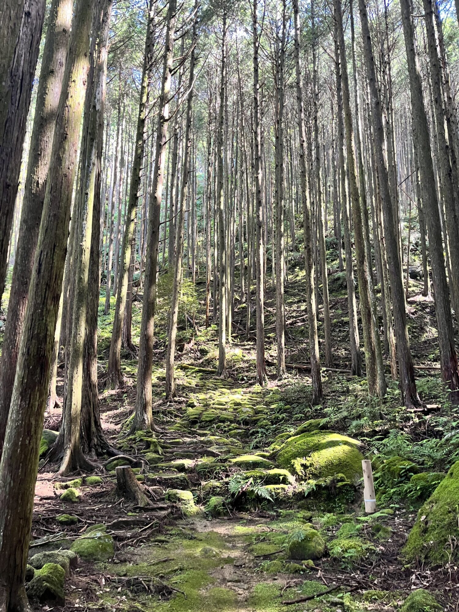 セラピストと歩く曽根次郎坂太郎坂